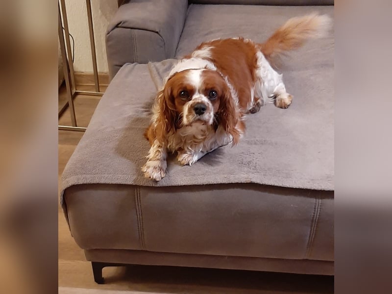 kleiner King Cavalier Louis sucht liebevolles Zuhause