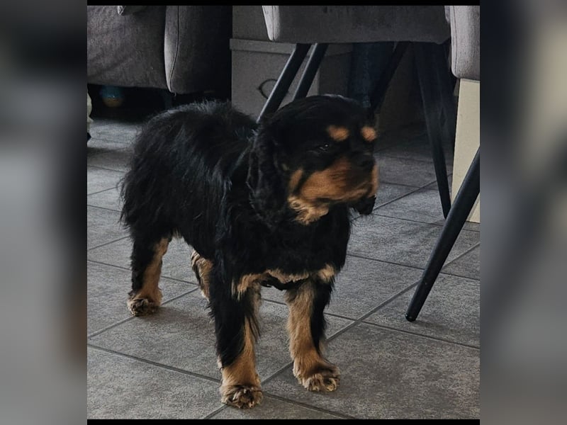 Cavalier King Charles Spaniel Rüde Leo