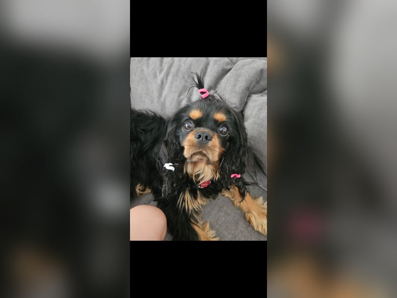 Cavalier King Charles Spaniel Rüde Leo