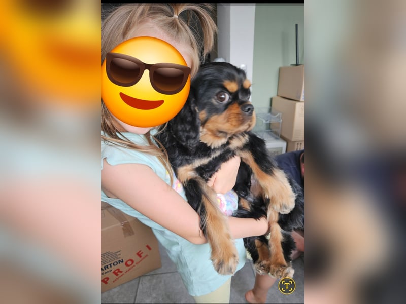 Cavalier King Charles Spaniel Rüde Leo