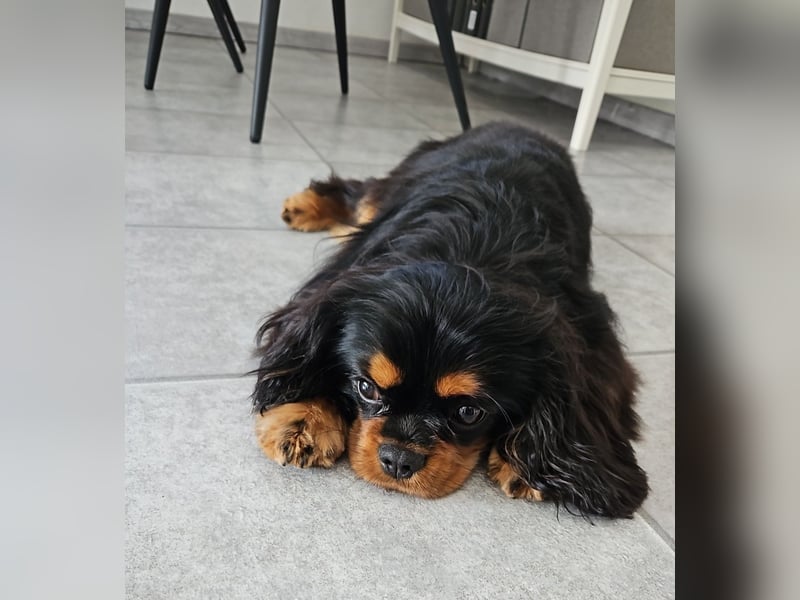 Cavalier King Charles Spaniel Rüde Leo