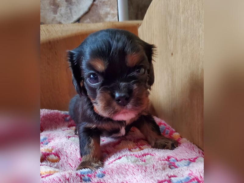 Cavalier King Charles Spaniel Welpen