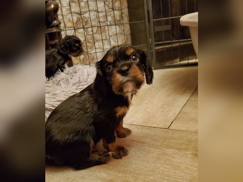 Cavalier King Charles Spaniel Welpen