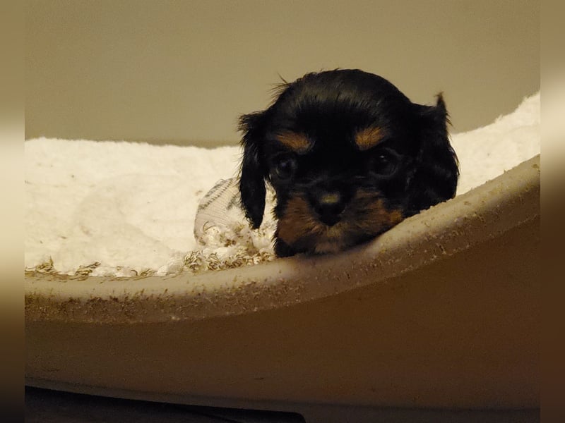 Cavalier King Charles Spaniel Welpen