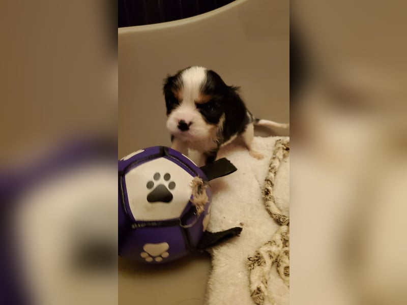 Cavalier King Charles Spaniel Welpen