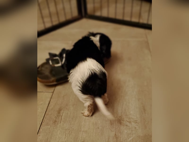 Cavalier King Charles Spaniel Welpen