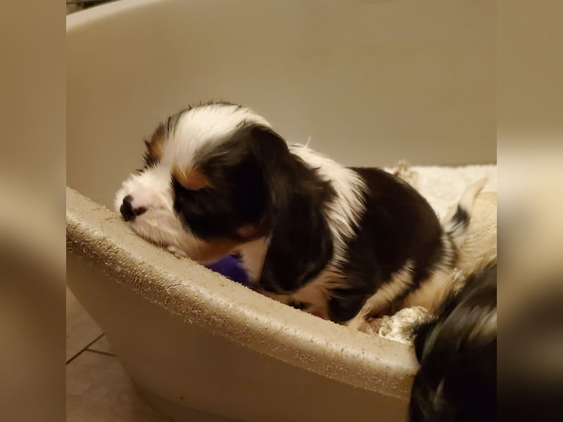 Cavalier King Charles Spaniel Welpen