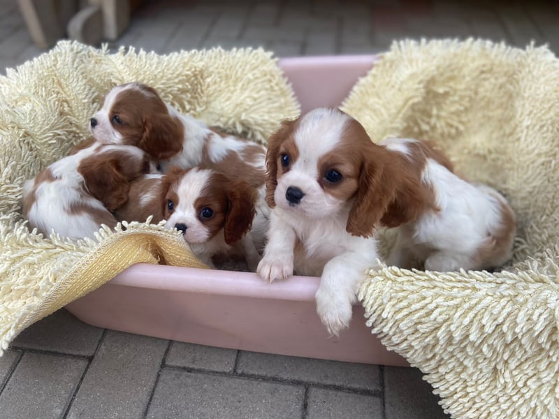 Kavalier King Kharles Welpen