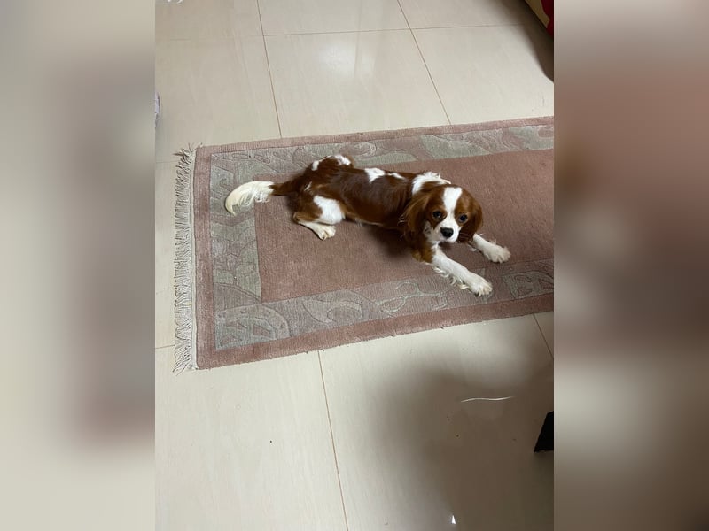 Kavalier King Kharles Welpen