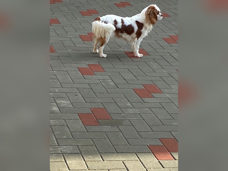 Kavalier King Kharles Welpen