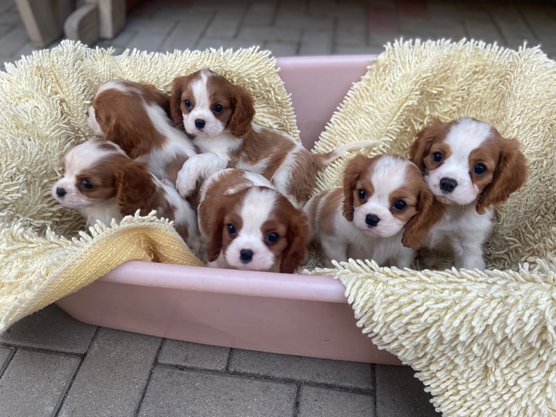 Kavalier King Kharles Welpen