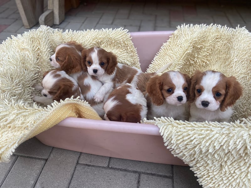 Kavalier King Kharles Welpen