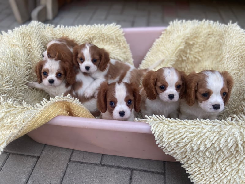 Kavalier King Kharles Welpen