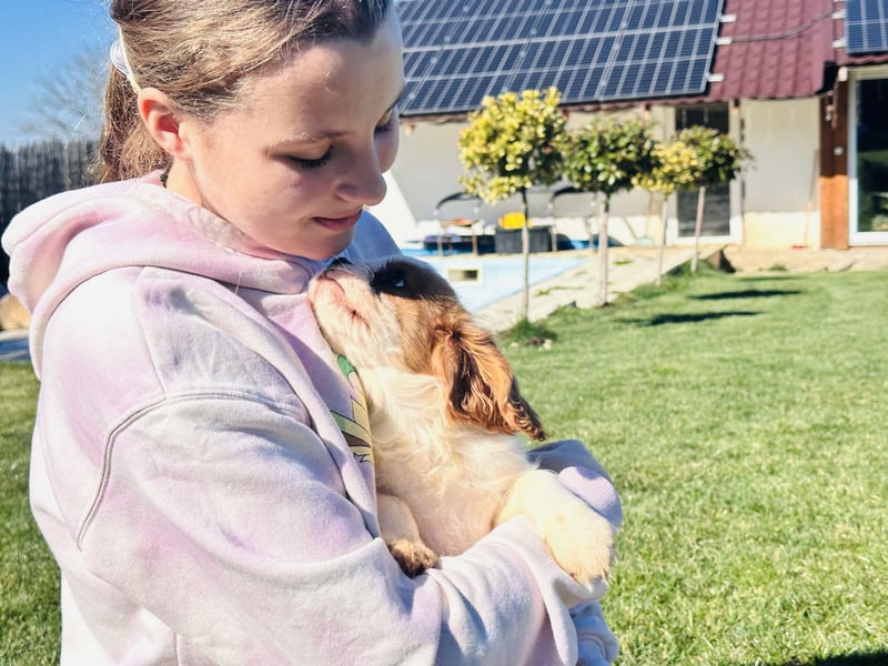 Cavalier King Charles Spaniel