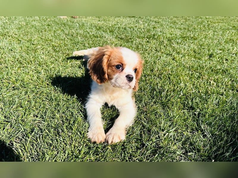 Cavalier King Charles Spaniel