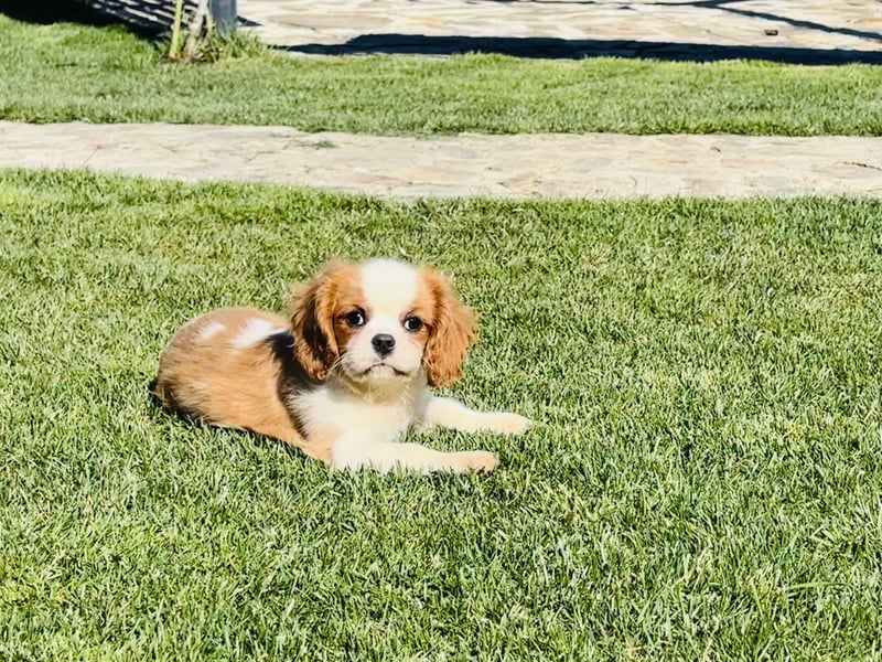 Cavalier King Charles Spaniel