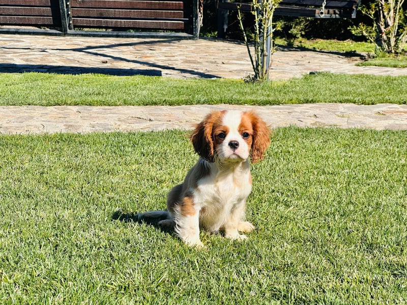 Cavalier King Charles Spaniel