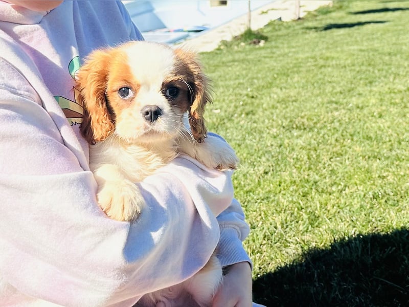 Cavalier King Charles Spaniel