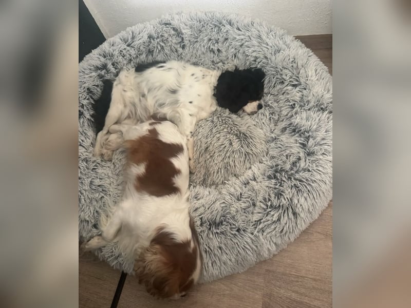 2 Cavalier King Charles Hündinnen