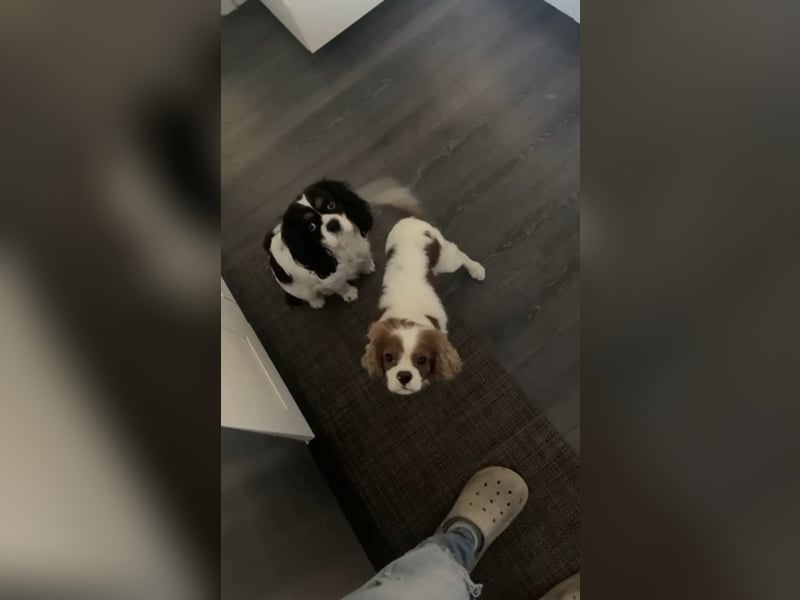 2 Cavalier King Charles Hündinnen