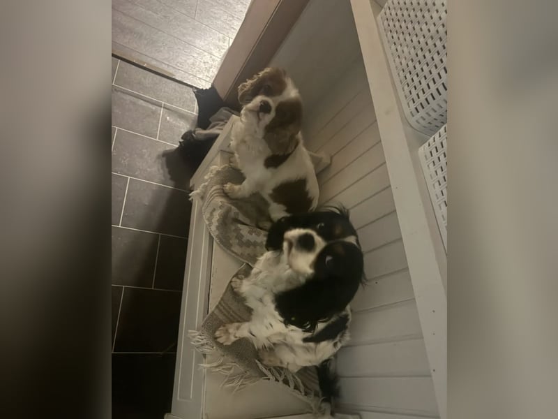 2 Cavalier King Charles Hündinnen