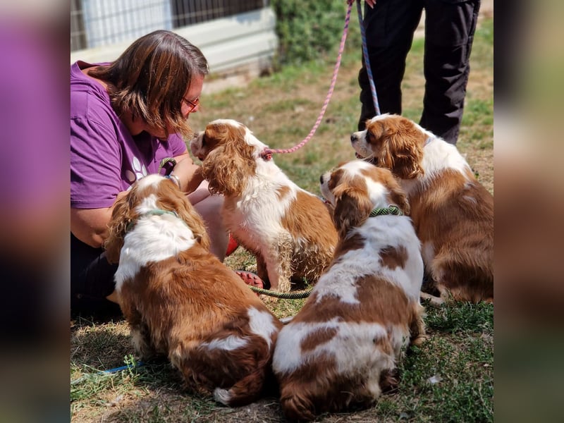 Chili, schüchteres Cavalier King CHarles Spaniel Hündin geb. 2020