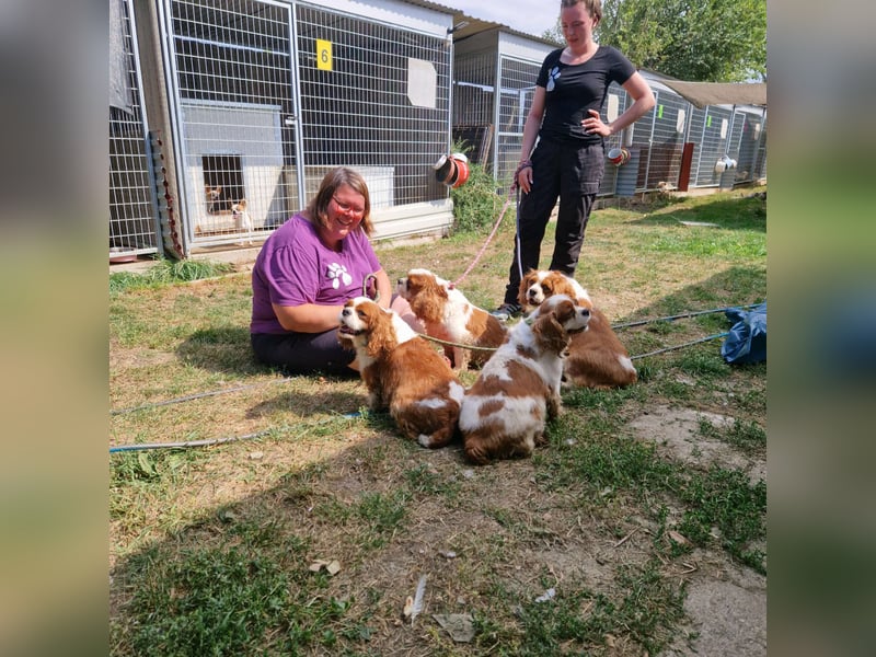 Chili, schüchteres Cavalier King CHarles Spaniel Hündin geb. 2020