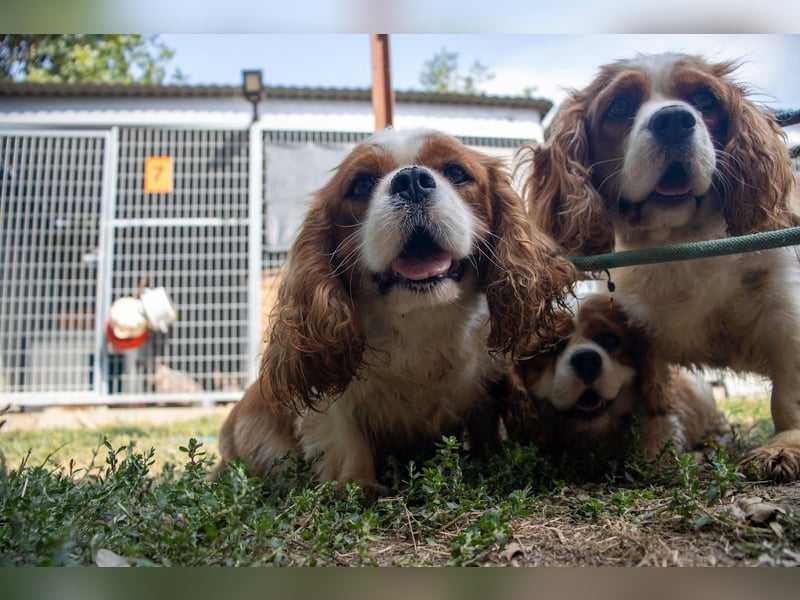 Chili, schüchteres Cavalier King CHarles Spaniel Hündin geb. 2020