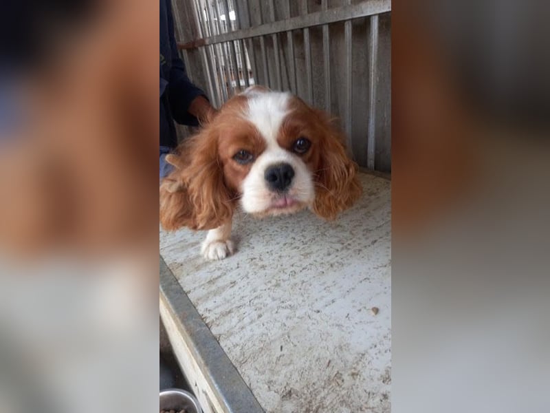 Chili, schüchteres Cavalier King CHarles Spaniel Hündin geb. 2020