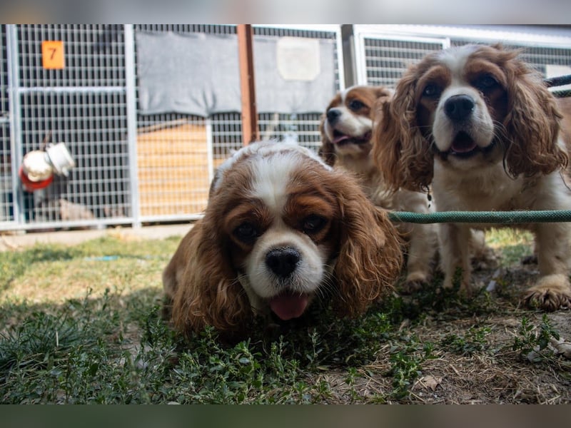 Chili, schüchteres Cavalier King CHarles Spaniel Hündin geb. 2020