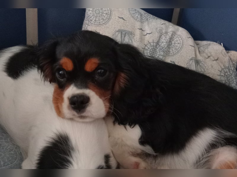 Cavalier King Charles Spaniel Rüde vom offiziellen Züchter