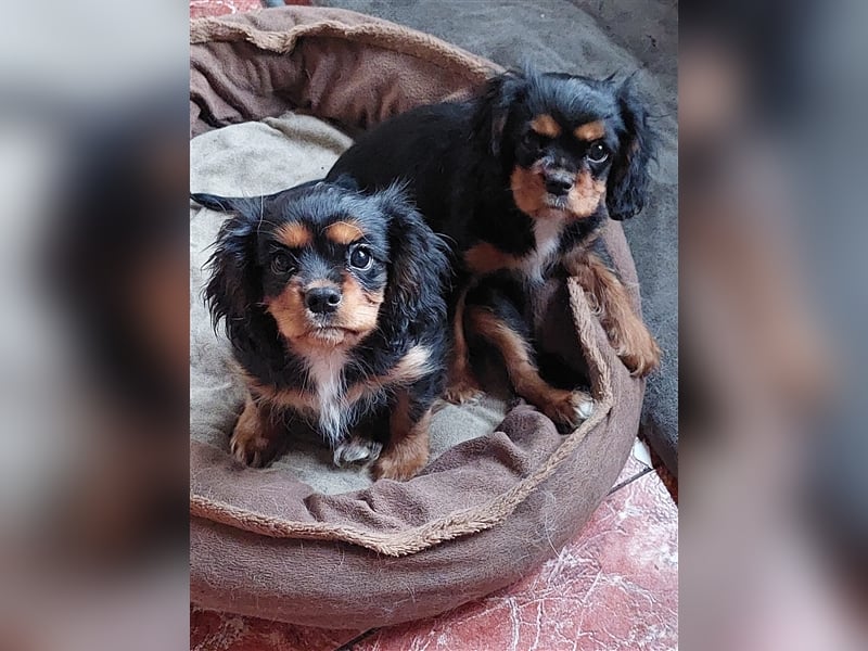 Cavalier king charles spaniel