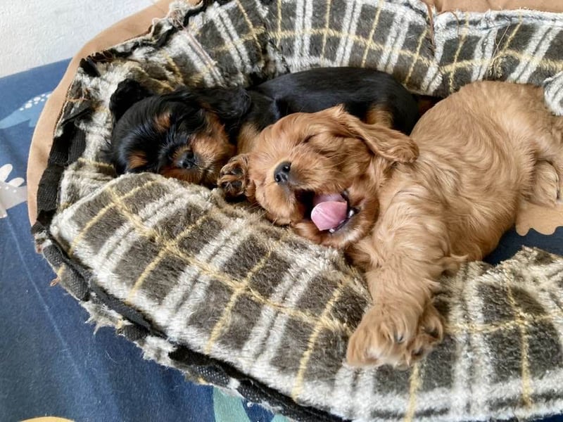 Cavalier Welpen vom Edelbachhof