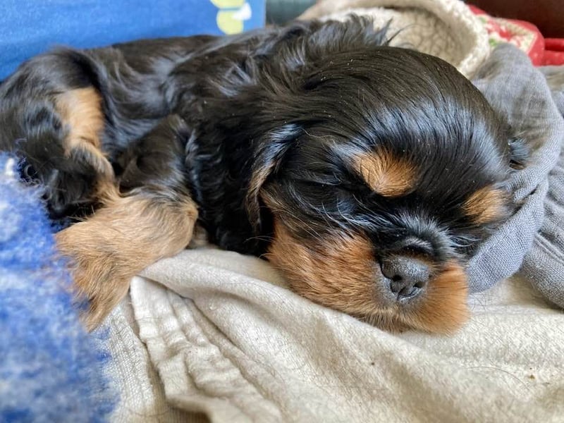 Cavalier Welpen vom Edelbachhof