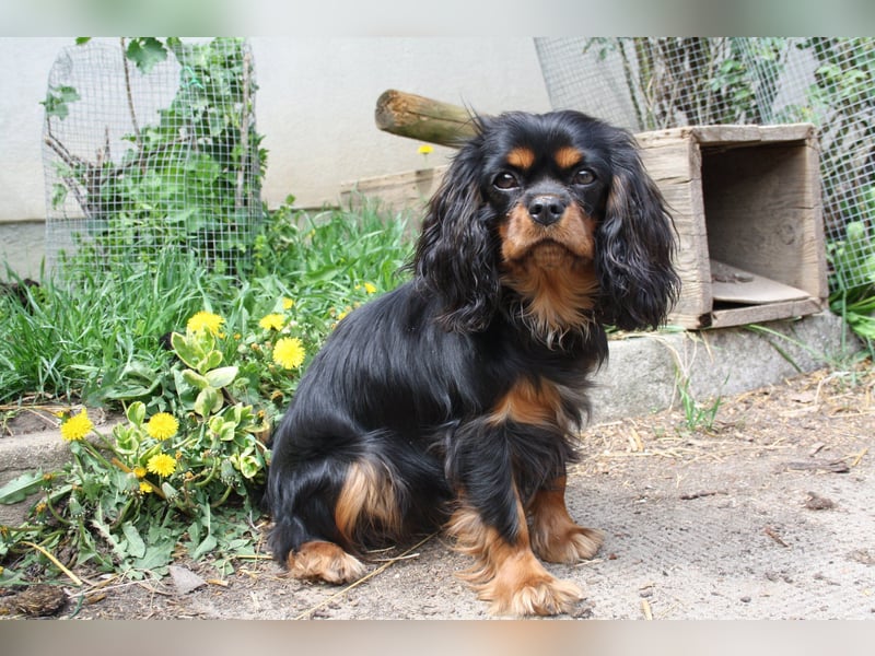 Cavalier Welpen vom Edelbachhof