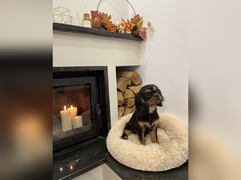 Griff Roswell Cav