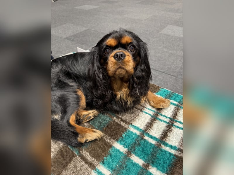 Cavalier King Charles Deckrüde