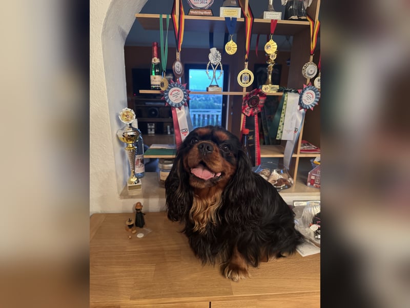 Cavalier King Charles Deckrüde