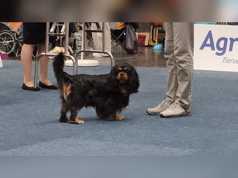 Cavalier King Charles Deckrüde