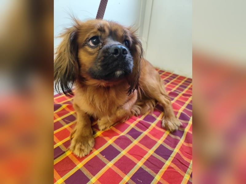 Cavalier King Charles Mischling Nr. 2L sucht eine Namenspatenschaft und seine Familie