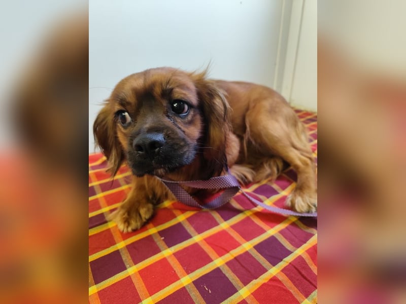 Cavalier King Charles Mischling Nr. 2L sucht eine Namenspatenschaft und seine Familie