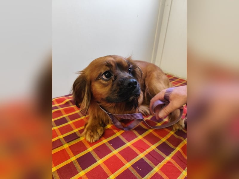 Cavalier King Charles Mischling Nr. 2L sucht eine Namenspatenschaft und seine Familie