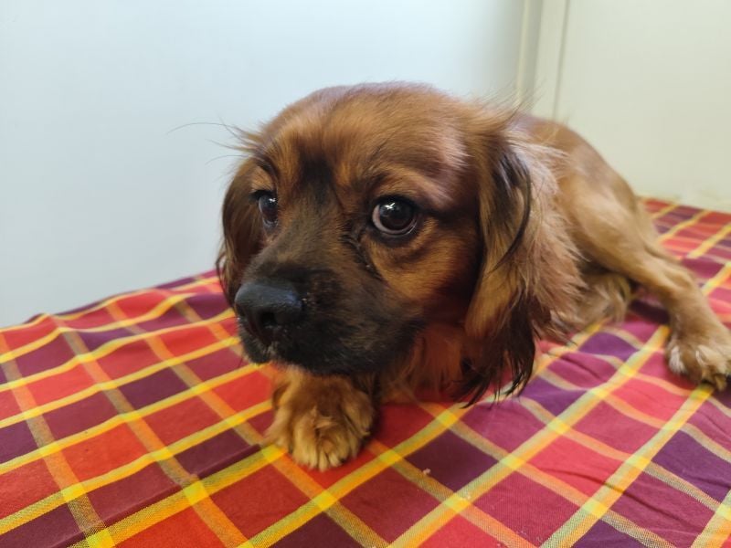 Cavalier King Charles Mischling Nr. 2L sucht eine Namenspatenschaft und seine Familie