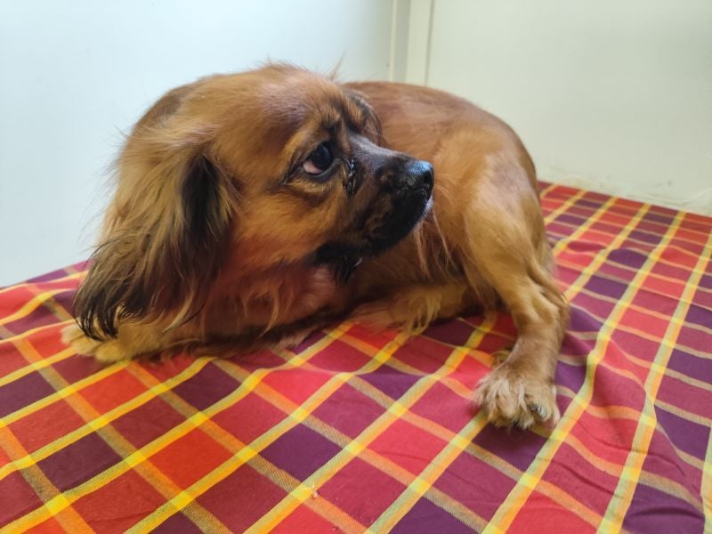 Cavalier King Charles Mischling Nr. 2L sucht eine Namenspatenschaft und seine Familie