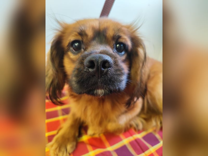 Cavalier King Charles Mischling Nr. 2L sucht eine Namenspatenschaft und seine Familie