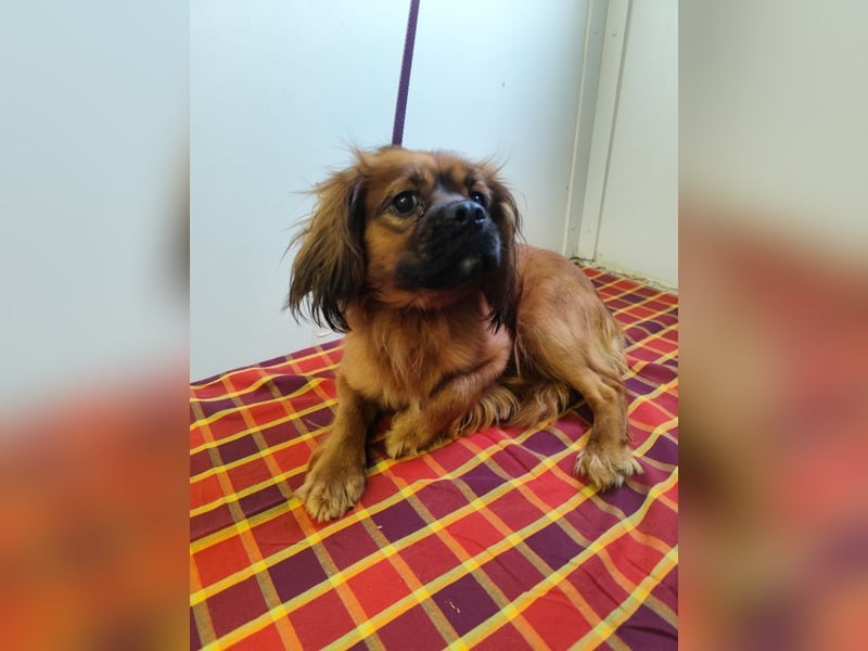 Cavalier King Charles Mischling Nr. 2L sucht eine Namenspatenschaft und seine Familie
