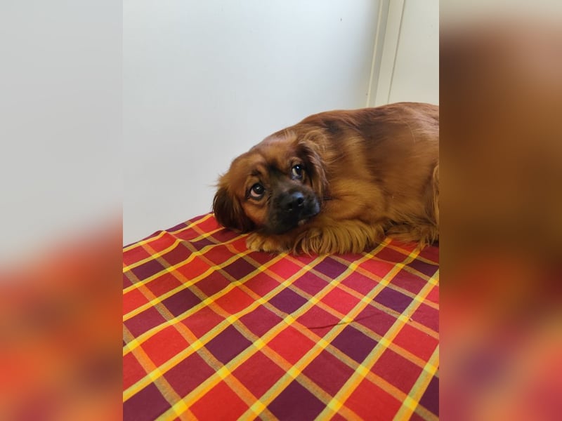 Cavalier King Charles Mischling Nr. 2L sucht eine Namenspatenschaft und seine Familie