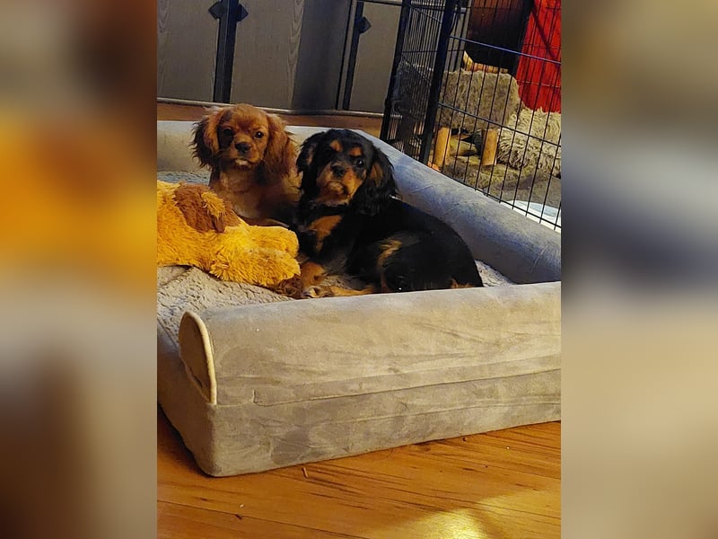Kavalier king charles spaniel Welpen