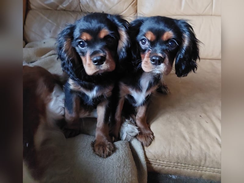 Kavalier king charles spaniel Welpen