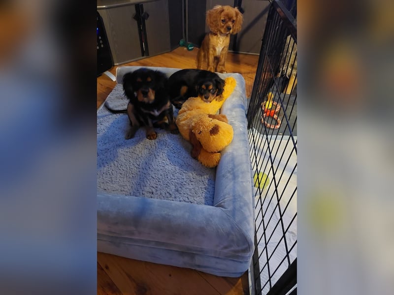Kavalier king charles spaniel Welpen
